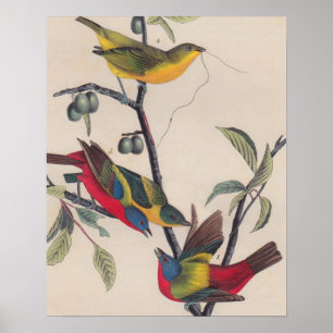Póster Vida silvestre de las aves de Bunting de Audubon