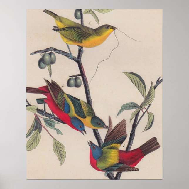 Póster Vida silvestre de las aves de Bunting de Audubon (Frente)