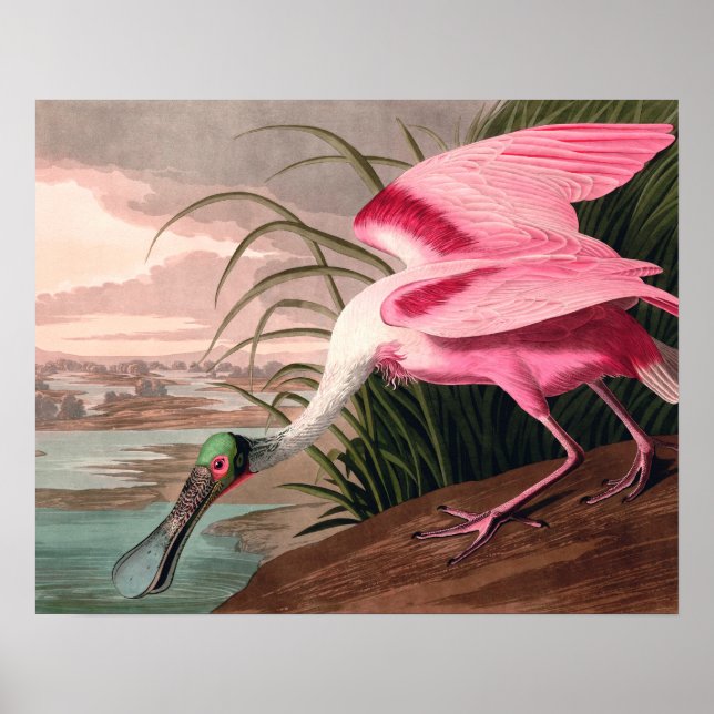 Póster Vida silvestre de los pájaros roseados Spoonbill A (Frente)