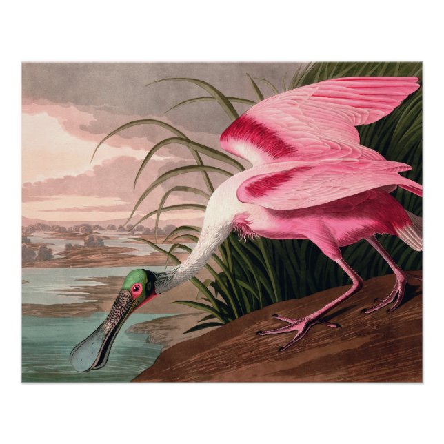 Póster Vida silvestre de los pájaros roseados Spoonbill A (Anverso)