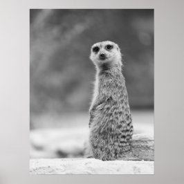Póster Vida silvestre de Meerkat blanco y negro