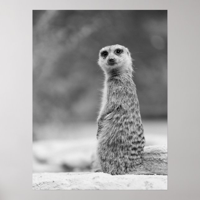 Póster Vida silvestre de Meerkat blanco y negro (Frente)