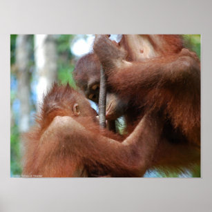 Póster Vida silvestre del Beso de Orangután en la selva t