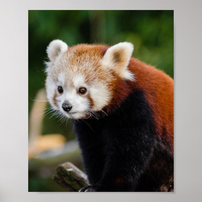 Póster Vida silvestre del Panda Rojo (Frente)