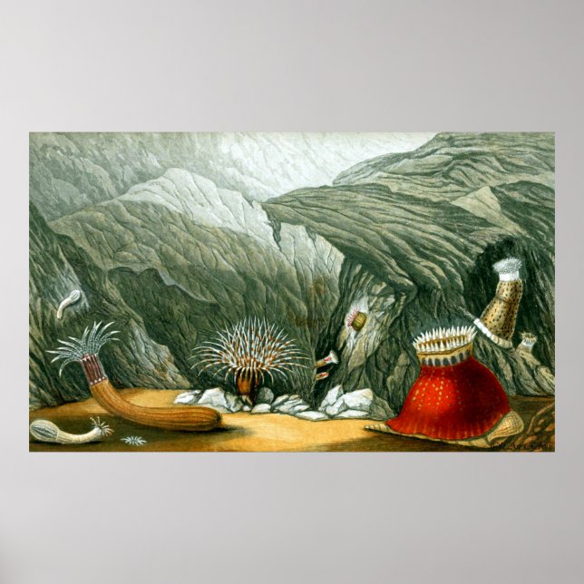 Póster Vida Subacuática Cinco De Diez (Frente)