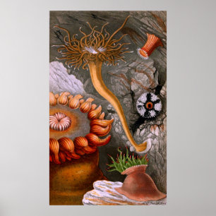 Póster Vida Subacuática Cuatro De Diez