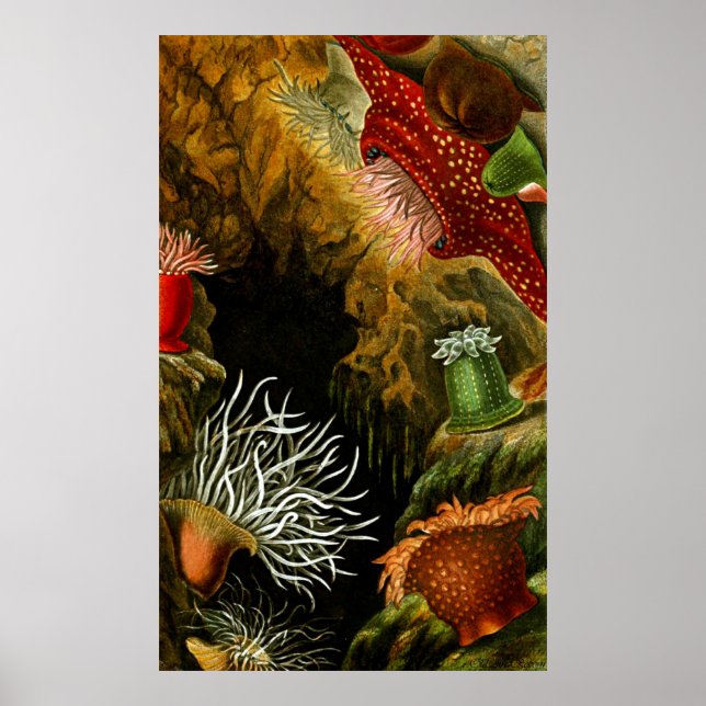 Póster Vida Subacuática Ocho De Diez (Frente)