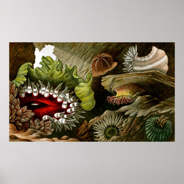 Póster Vida Subacuática Tres De Diez (Frente)