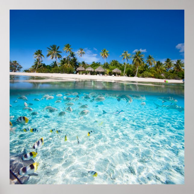 Póster Vida submarina (Frente)