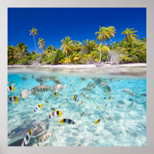 Póster Vida submarina
