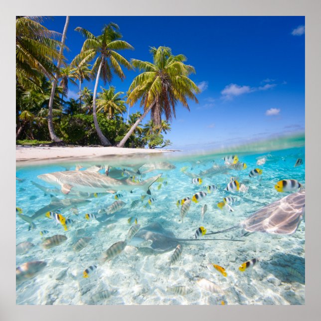 Póster Vida submarina (Frente)