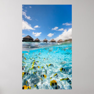 Póster Vida submarina