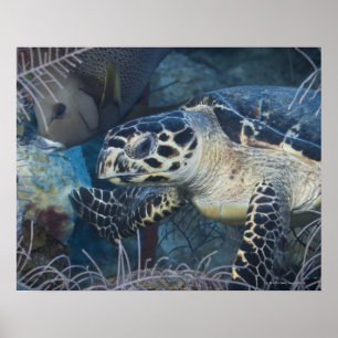 Póster Vida submarina: Una tortuga marina de Hawksbill