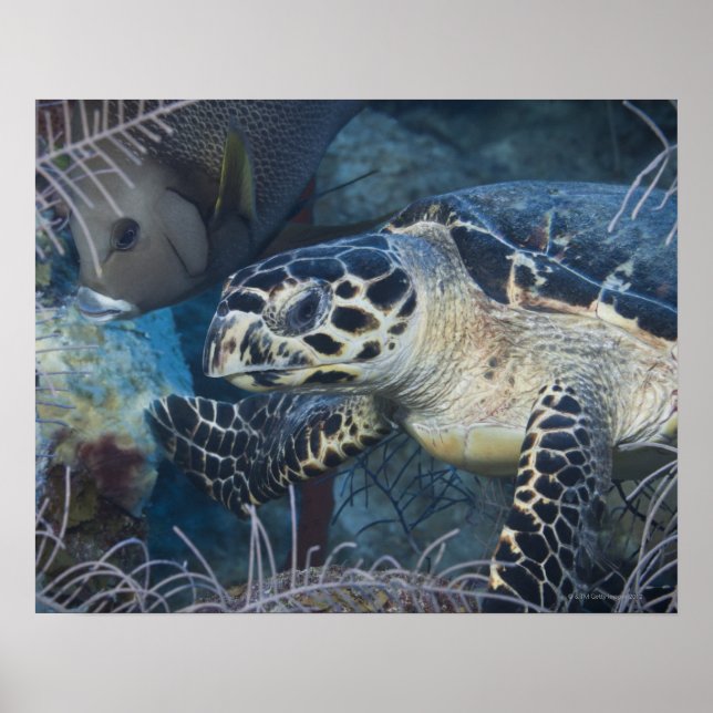 Póster Vida submarina: Una tortuga marina de Hawksbill (Frente)