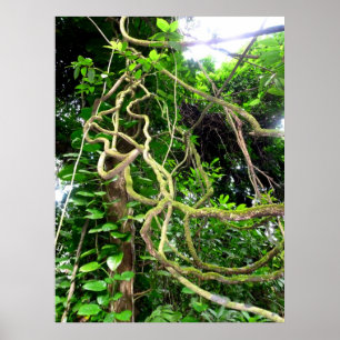 Póster Vides de la selva