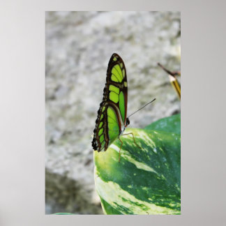 Póster Vidrio de color