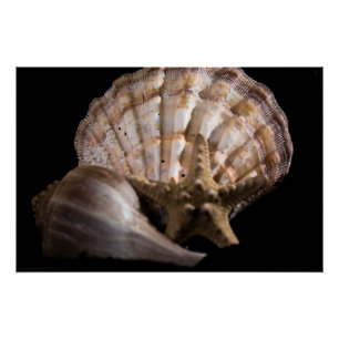 Póster Vieira, Whelk, Estrella del Mar