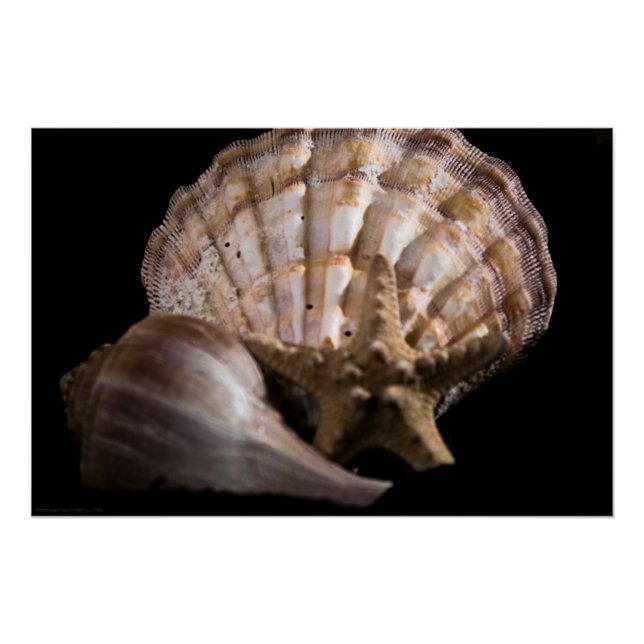 Póster Vieira, Whelk, Estrella del Mar (Anverso)