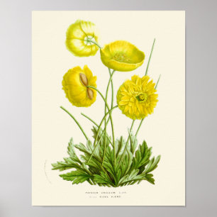 Póster Vieja amapola amapola