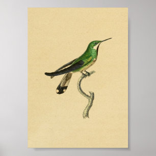 Póster Vieja Hummingbird Verde impreso en 1830