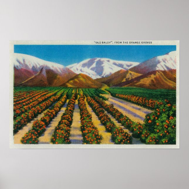 Póster Vieja montaña Baldy de los Naranjas Groves (Frente)