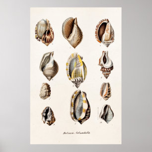 Póster Viejas cáscaras de mar personalizadas Retro Berge