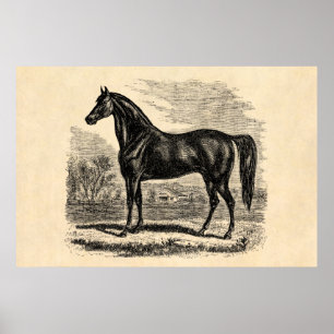 Póster Viejo caballo de los años 1800 - plantilla ecuestr