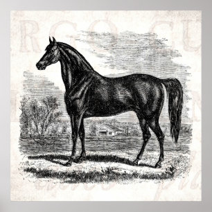 Póster Viejo caballo de los años 1800 - plantilla ecuestr
