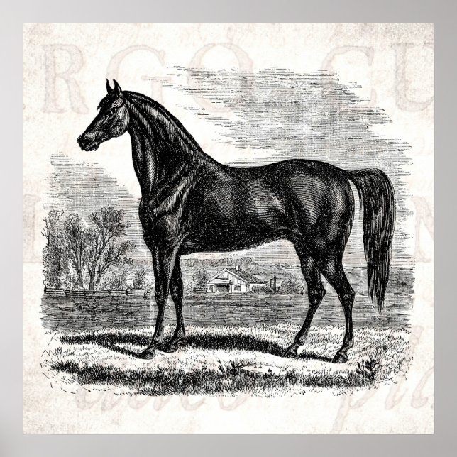 Póster Viejo caballo de los años 1800 - plantilla ecuestr (Frente)