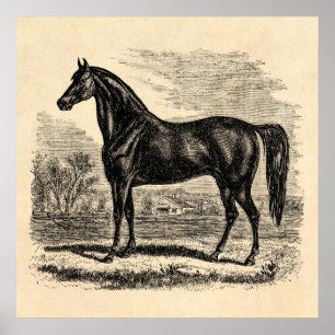 Póster Viejo caballo de los años 1800 - plantilla ecuestr