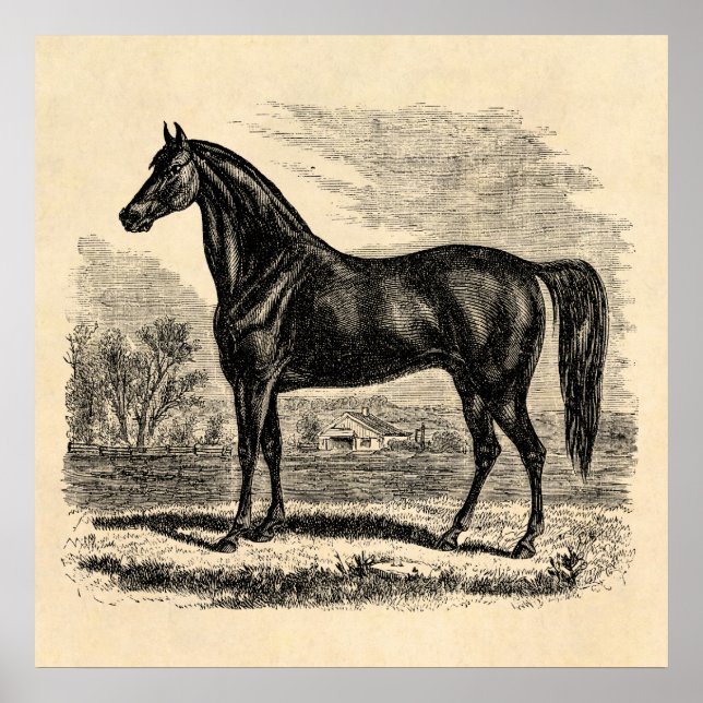 Póster Viejo caballo de los años 1800 - plantilla ecuestr (Frente)
