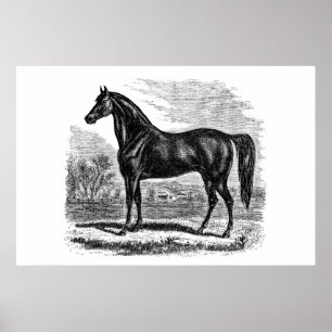 Póster Viejo caballo de los años 1800 - plantilla ecuestr