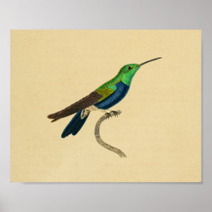 Póster Viejo Colibrí 1830 Imprimir Verde Azul