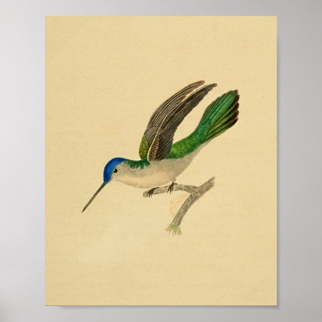 Póster Viejo Colibrí 1830 Imprimir Verde Azul (Frente)