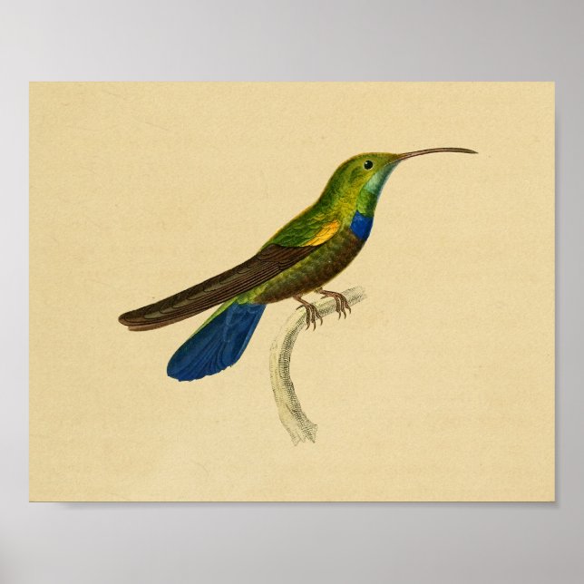 Póster Viejo Colibrí 1830 Imprimir Verde Azul (Frente)