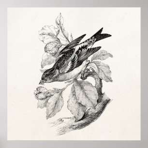 Póster Viejo Ilustracion de aves de Finch Montañero del s