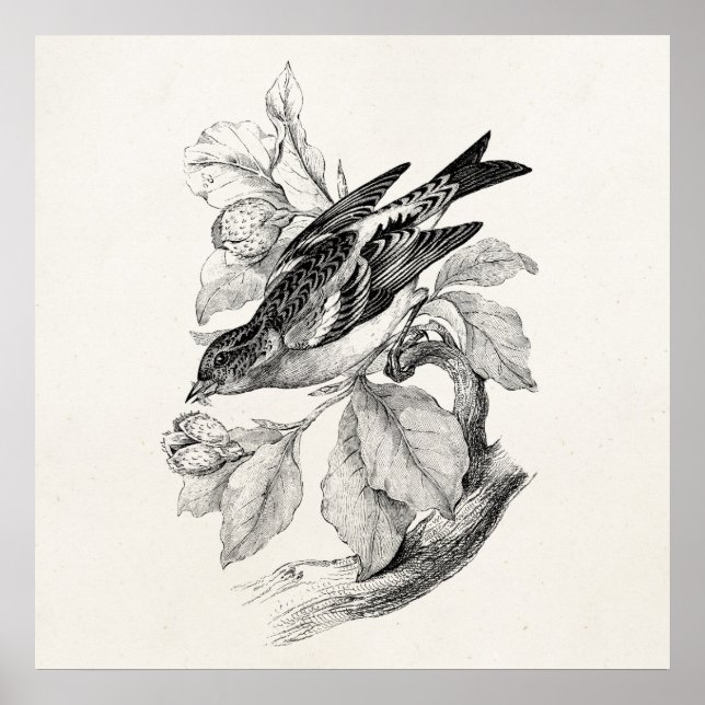 Póster Viejo Ilustracion de aves de Finch Montañero del s (Frente)