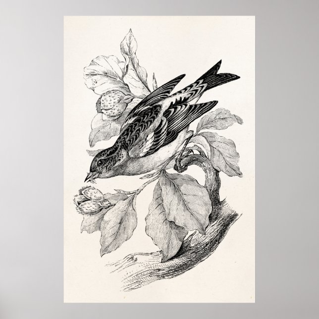 Póster Viejo Ilustracion de aves de Finch Montañero del s (Frente)
