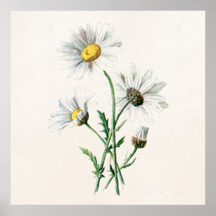 Póster Viejo Ilustracion de flores silvestres de la época