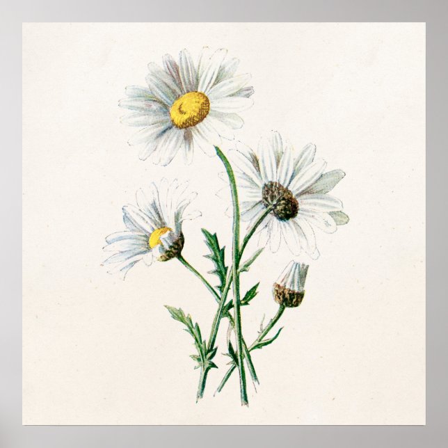 Póster Viejo Ilustracion de flores silvestres de la época (Frente)