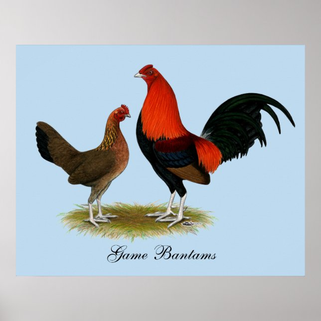 Póster Viejo juego inglés Bantams: BB Red Pair (Frente)