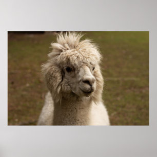 PÓSTER VIENNA WIEN ÖSTERREICH AUSTRIA ALPAKA LAMA ANIMAL