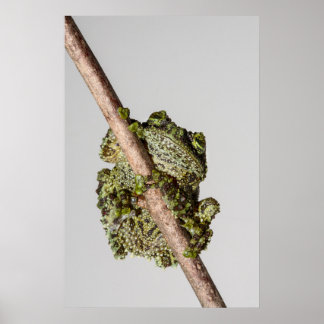 Póster Vietnamese Mossy Frog on a Branch