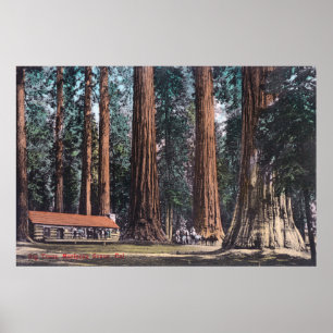 Póster View of Big Trees in Mariposa Grove