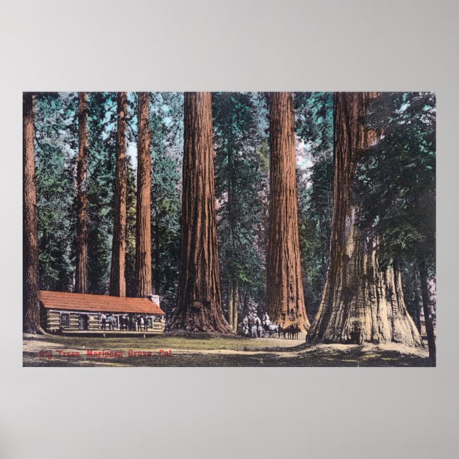 Póster View of Big Trees in Mariposa Grove (Frente)