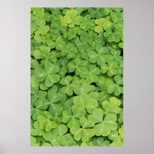 Póster View of Oxalis Oregana wood Sorrel Foliage