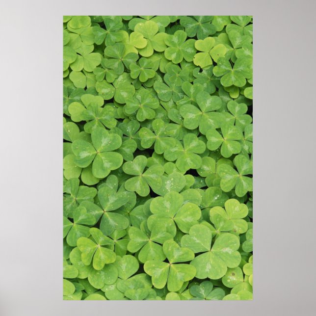 Póster View of Oxalis Oregana wood Sorrel Foliage (Frente)