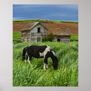 Póster Viewing horses in a field in the Palouse 2