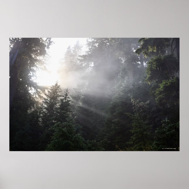 Póster Vigas de niebla y sol en un bosque de Washington (Frente)
