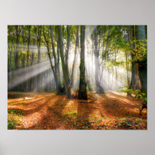Póster Vigas de sol en un bosque de hayas en otoño -